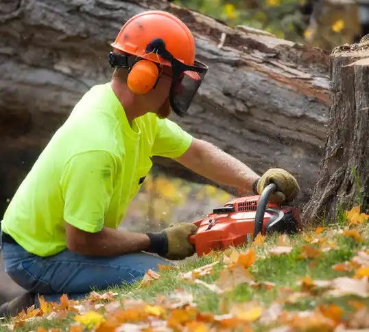 tree services Ruhenstroth